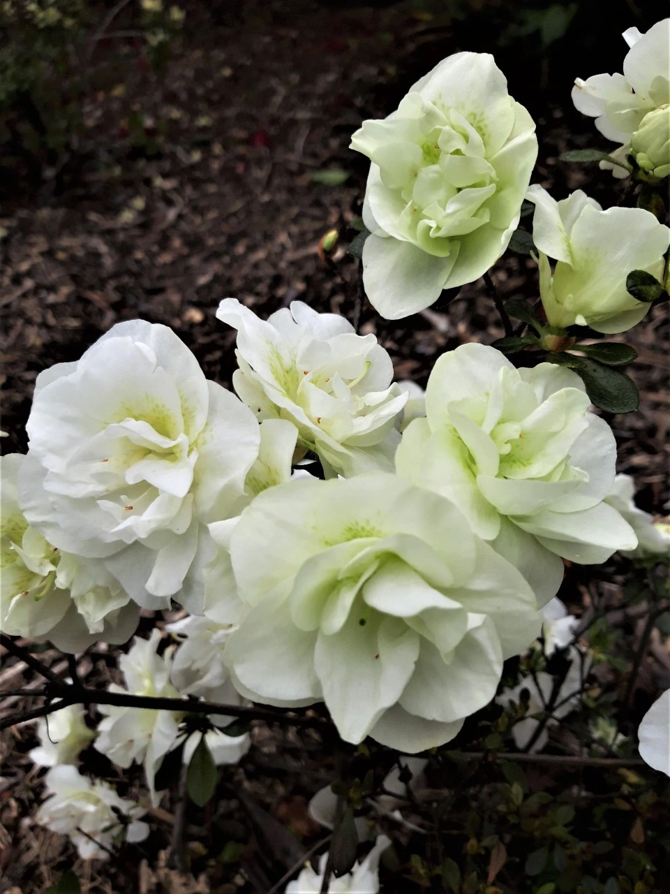 'Gardenia Superba'